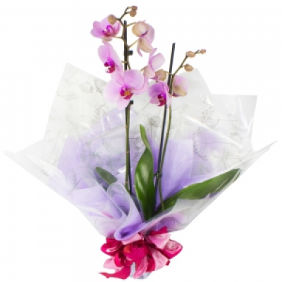 Florist Choice Plant - A gift wrapped Orchid Plant ( Other plants available upon request)
